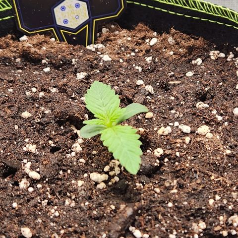 Mango Sorbet* growlog timeline photo