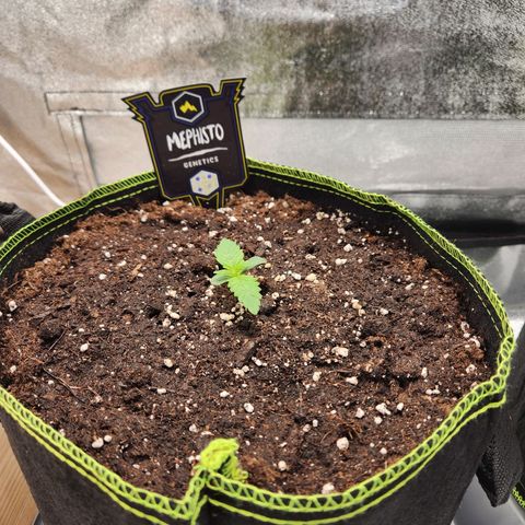 Mango Sorbet* growlog timeline photo