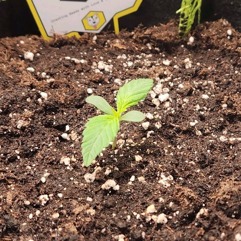 Blueberry Pie Oreoz  growlog timeline photo