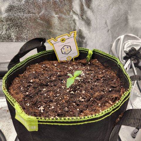 Blueberry Pie Oreoz  growlog timeline photo