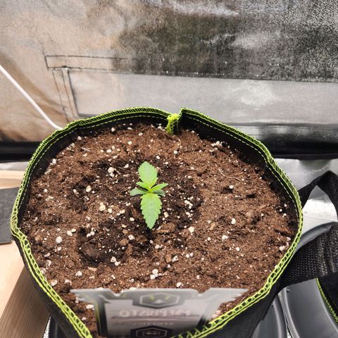 Mango Sorbet* growlog timeline photo