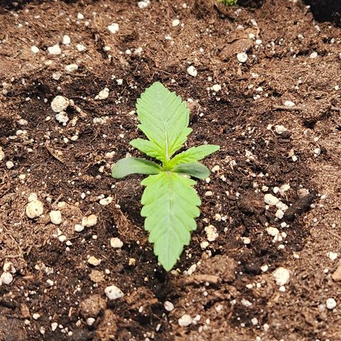 Mango Sorbet* growlog timeline photo