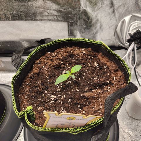 Blueberry Pie Oreoz  growlog timeline photo