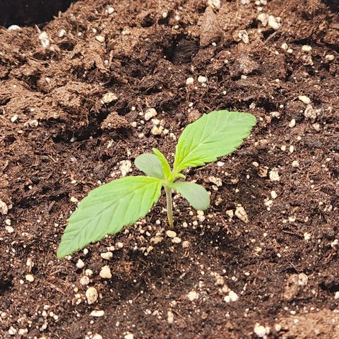 Blueberry Pie Oreoz  growlog timeline photo