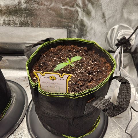 Blueberry Pie Oreoz  growlog timeline photo