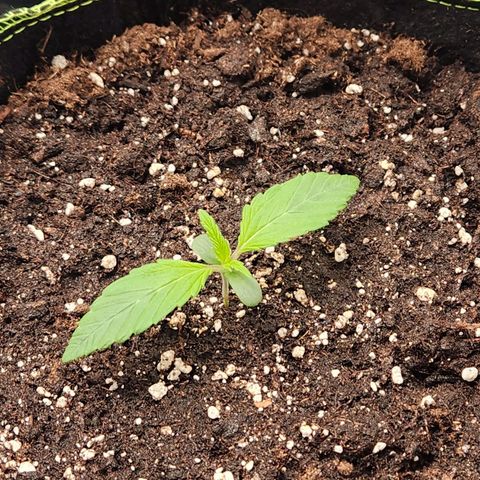 Blueberry Pie Oreoz  growlog timeline photo