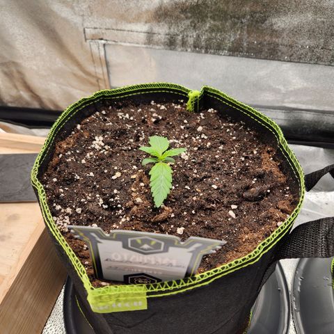 Mango Sorbet* growlog timeline photo