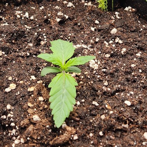 Mango Sorbet* growlog timeline photo