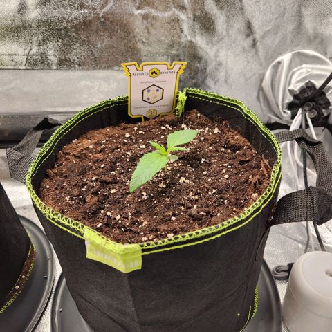 Blueberry Pie Oreoz  growlog timeline photo