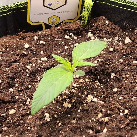 Blueberry Pie Oreoz  growlog timeline photo