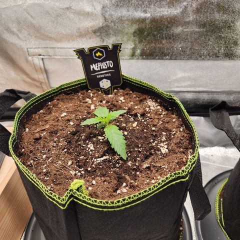 Mango Sorbet* growlog timeline photo