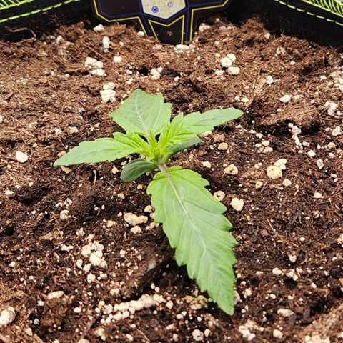 Mango Sorbet* growlog timeline photo