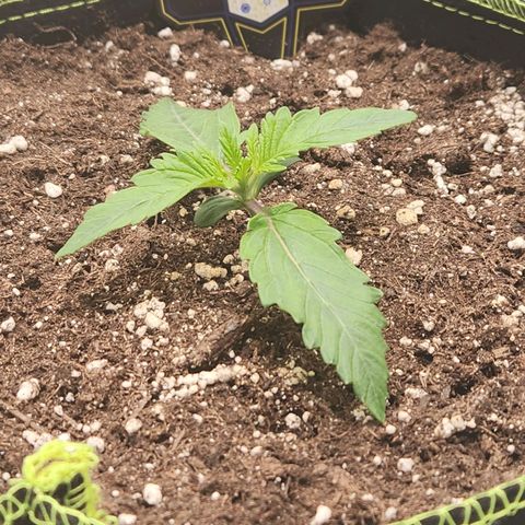 Mango Sorbet* growlog timeline photo