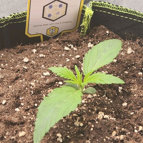 Blueberry Pie Oreoz  growlog timeline photo