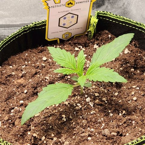 Blueberry Pie Oreoz  growlog timeline photo
