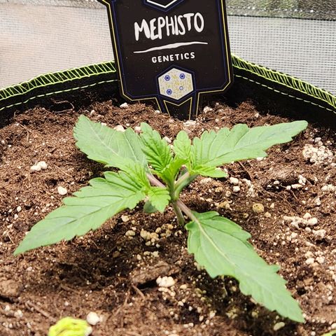 Mango Sorbet* growlog timeline photo