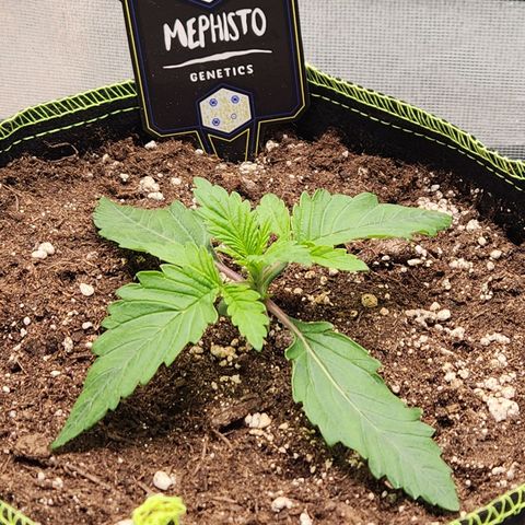 Mango Sorbet* growlog timeline photo