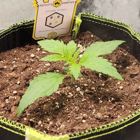 Blueberry Pie Oreoz  growlog timeline photo