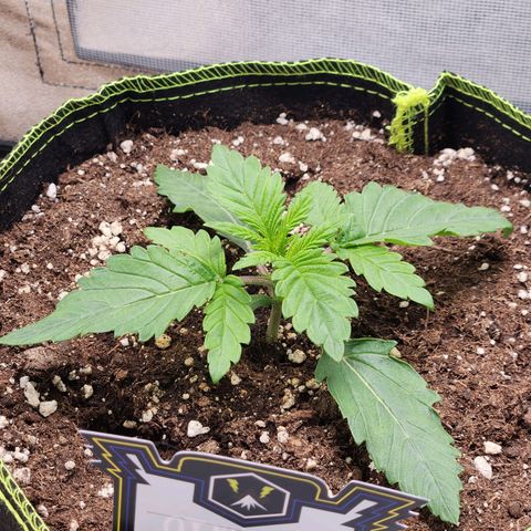 Mango Sorbet* growlog timeline photo