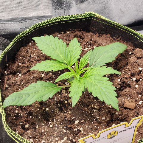 Blueberry Pie Oreoz  growlog timeline photo