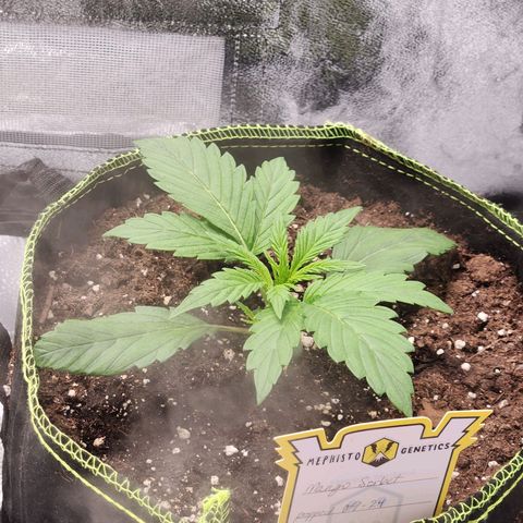 Blueberry Pie Oreoz  growlog timeline photo