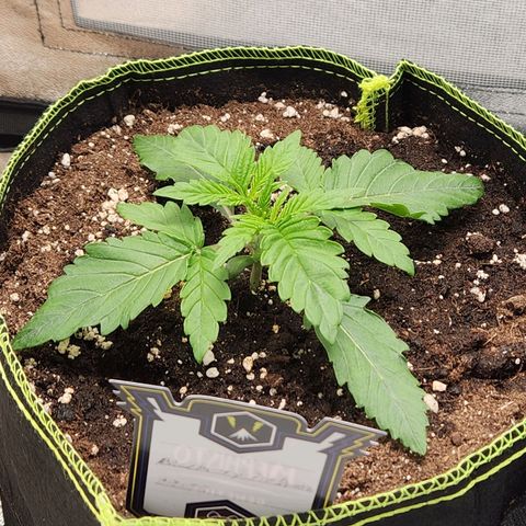 Mango Sorbet* growlog timeline photo