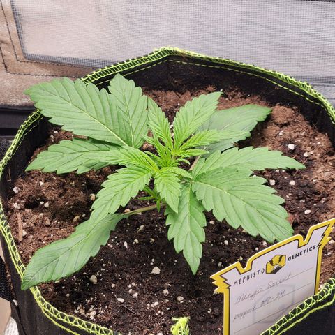 Blueberry Pie Oreoz  growlog timeline photo