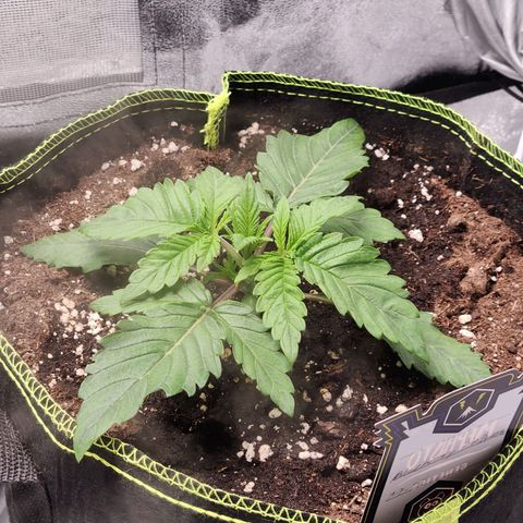 Mango Sorbet* growlog timeline photo