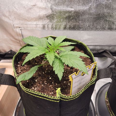 Blueberry Pie Oreoz  growlog timeline photo