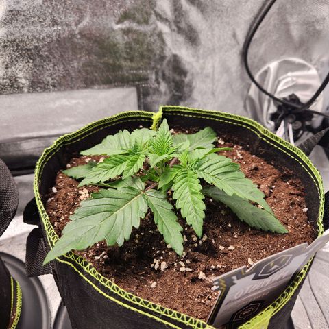 Mango Sorbet* growlog timeline photo