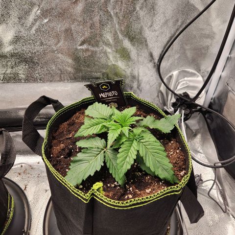 Mango Sorbet* growlog timeline photo
