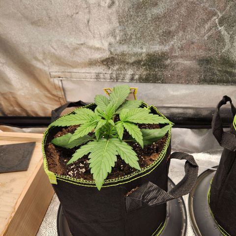 Blueberry Pie Oreoz  growlog timeline photo