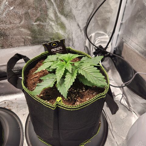 Mango Sorbet* growlog timeline photo