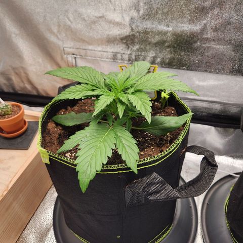 Blueberry Pie Oreoz  growlog timeline photo