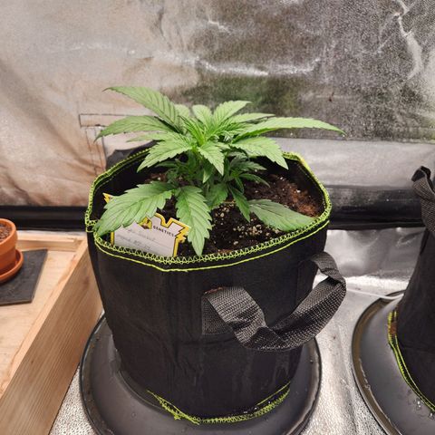 Blueberry Pie Oreoz  growlog timeline photo