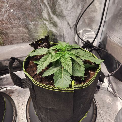 Mango Sorbet* growlog timeline photo