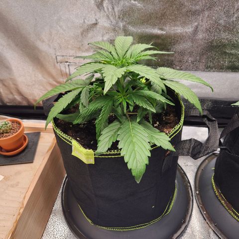 Blueberry Pie Oreoz  growlog timeline photo