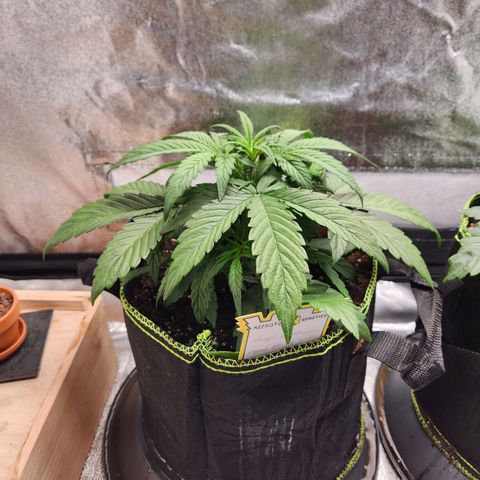 Blueberry Pie Oreoz  growlog timeline photo