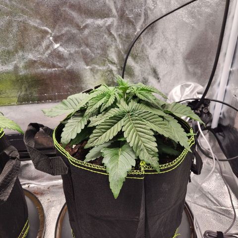 Mango Sorbet* growlog timeline photo
