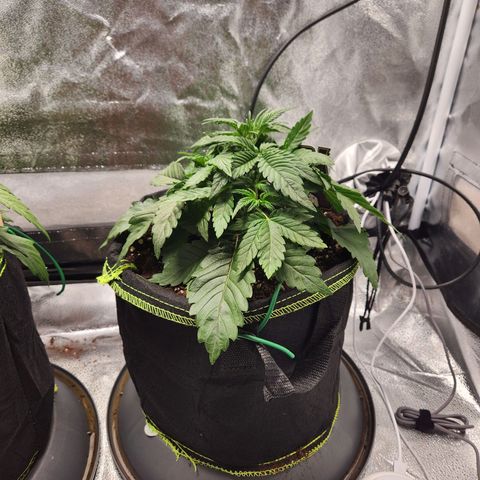 Mango Sorbet* growlog timeline photo