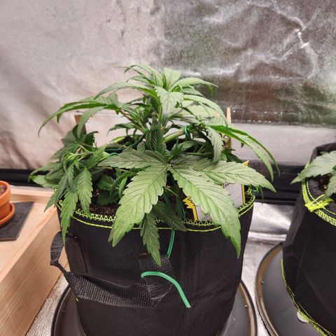 Blueberry Pie Oreoz  growlog timeline photo