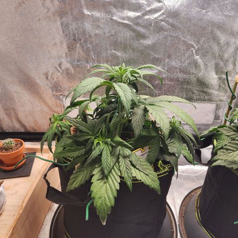 Blueberry Pie Oreoz  growlog timeline photo