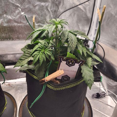 Mango Sorbet* growlog timeline photo