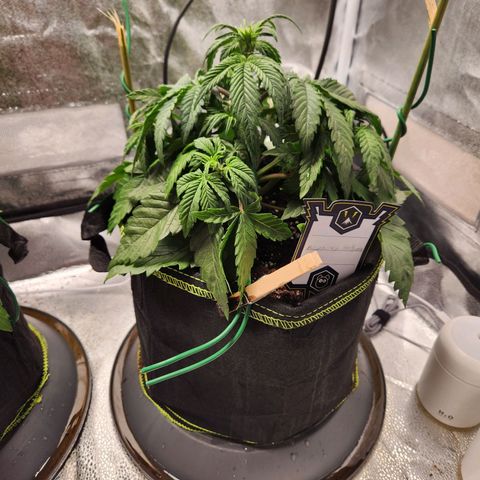 Mango Sorbet* growlog photo: Dry