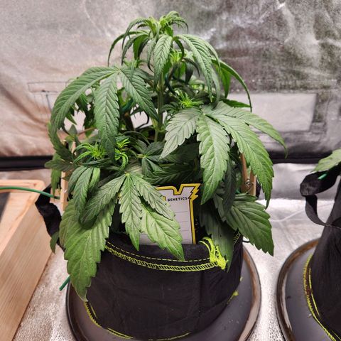 Blueberry Pie Oreoz  growlog timeline photo