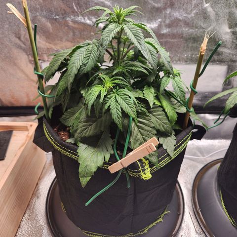 Mango Sorbet* growlog timeline photo