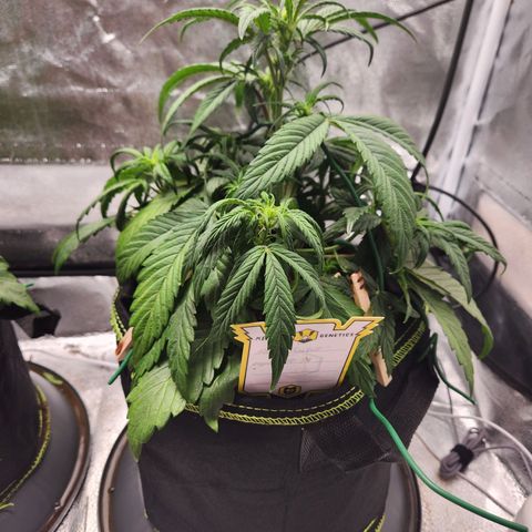 Blueberry Pie Oreoz  growlog timeline photo