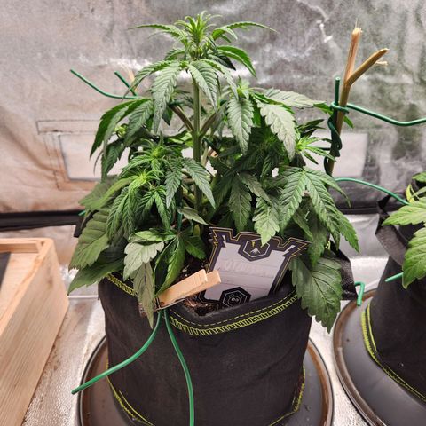 Mango Sorbet* growlog timeline photo