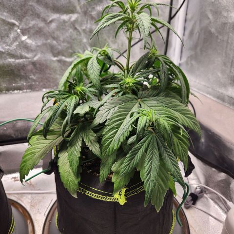 Blueberry Pie Oreoz  growlog timeline photo