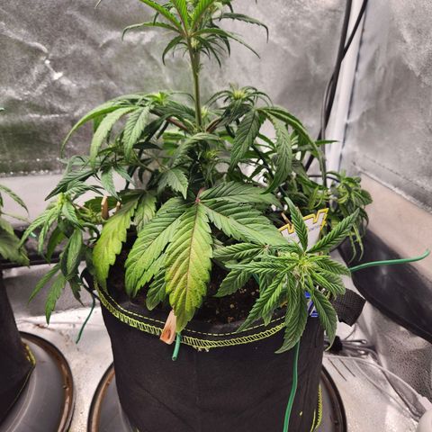 Blueberry Pie Oreoz  growlog timeline photo